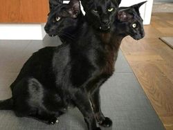 Potret Kucing Dalam Mode Panorama, Bikin Ngakak