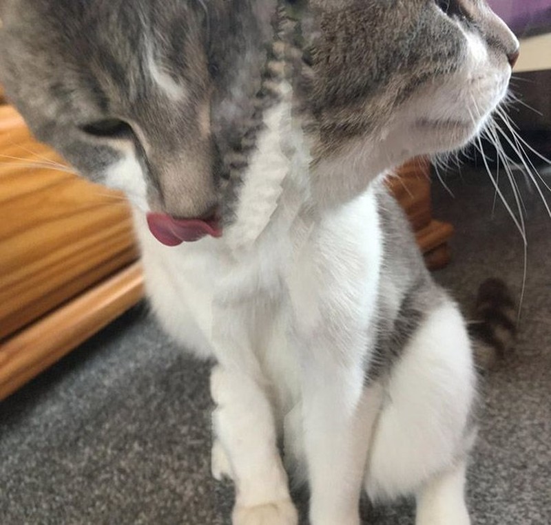 Potret Kucing Dalam Mode Panorama, Bikin Ngakak