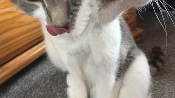 Kalau ini kucing berkepala dua. (Foto: sadanduseless)  