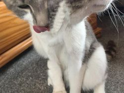 Potret Kucing Dalam Mode Panorama, Bikin Ngakak