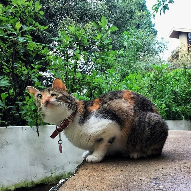 Potret Kucing Dalam Mode Panorama, Bikin Ngakak