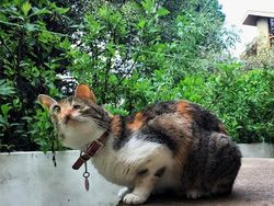 Potret Kucing Dalam Mode Panorama, Bikin Ngakak