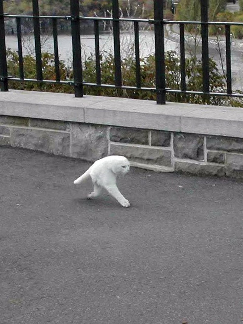 Potret Kucing Dalam Mode Panorama, Bikin Ngakak