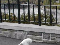 Potret Kucing Dalam Mode Panorama, Bikin Ngakak