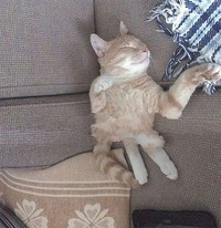 Potret Kucing Dalam Mode Panorama, Bikin Ngakak