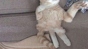 Kemana badannya cing? (Foto: sadanduseless)  