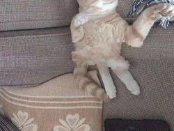 Potret Kucing Dalam Mode Panorama, Bikin Ngakak