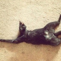 Potret Kucing Dalam Mode Panorama, Bikin Ngakak