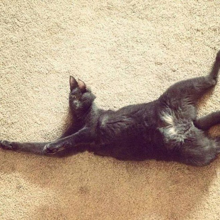 Potret Kucing Dalam Mode Panorama, Bikin Ngakak Potret Kucing Dalam Mode Panorama, Bikin Ngakak