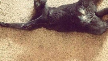 Kepalanya gepeng. (Foto: sadanduseless)  