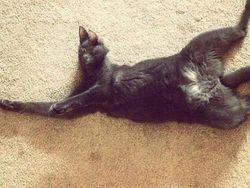 Potret Kucing Dalam Mode Panorama, Bikin Ngakak