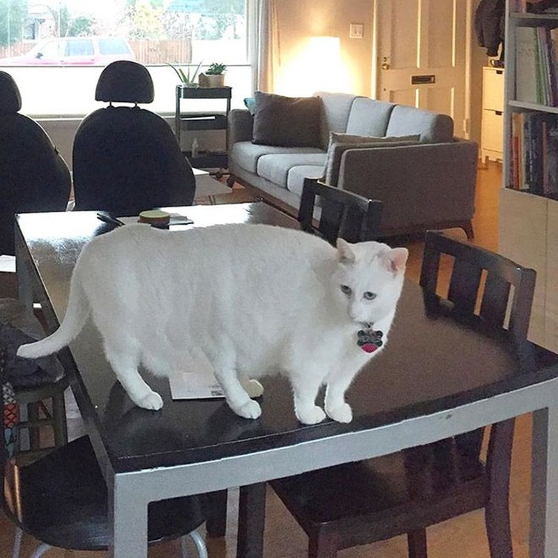 Potret Kucing Dalam Mode Panorama, Bikin Ngakak
