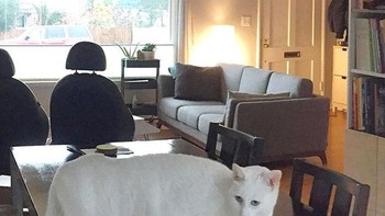 Kucing berkaki enam. (Foto: sadanduseless)  