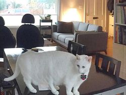 Potret Kucing Dalam Mode Panorama, Bikin Ngakak