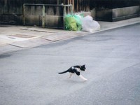 Potret Kucing Dalam Mode Panorama, Bikin Ngakak
