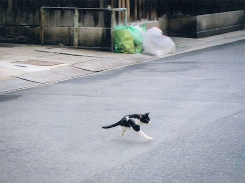 Potret Kucing Dalam Mode Panorama, Bikin Ngakak