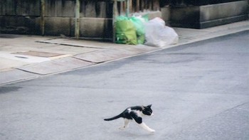 Kucing berkaki dua? (Foto: sadanduseless)  