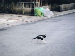 Potret Kucing Dalam Mode Panorama, Bikin Ngakak