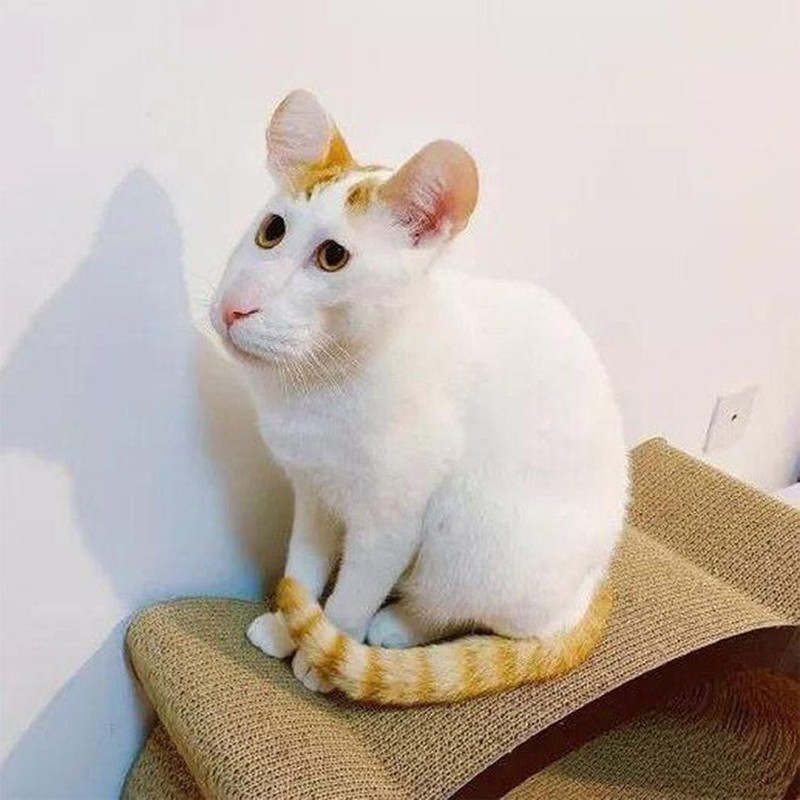 Potret Kucing Dalam Mode Panorama, Bikin Ngakak