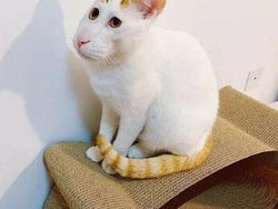 Potret Kucing Dalam Mode Panorama, Bikin Ngakak