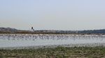 Ribuan Burung Kehilangan Surga Karena Laguna di Tunisia Mengering