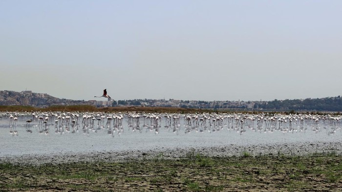 Ribuan Burung Kehilangan 'Rumah' Karena Laguna di Tunisia Mengering Flamingos are seen on the almost dried-out Sijoumi lagoon in Tunis, Tunisia August 10, 2023. REUTERS/Jihed Abidellaoui TPX IMAGES OF THE DAY