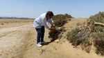 Ribuan Burung Kehilangan Surga Karena Laguna di Tunisia Mengering