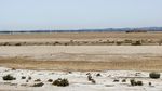 Ribuan Burung Kehilangan Surga Karena Laguna di Tunisia Mengering