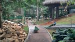Mengintip Wajah Baru Taman Burung TMII yang Resmi Dibuka Hari Ini