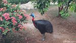 Mengintip Wajah Baru Taman Burung TMII yang Resmi Dibuka Hari Ini