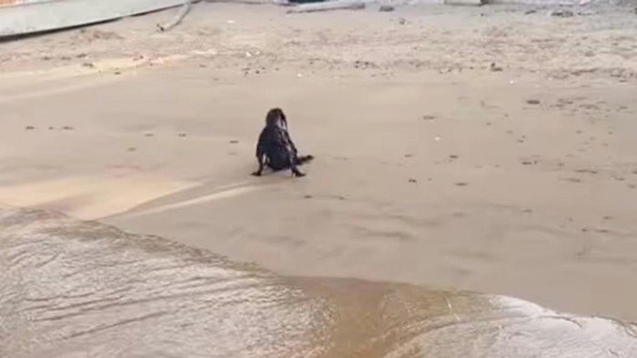 Video Viral