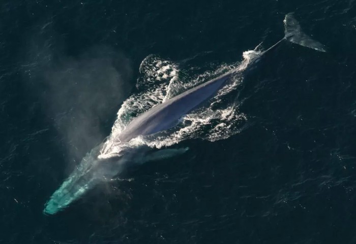 Whale 52-Hertz si Paus Paling Kesepian di Dunia