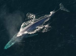 Kisah Whale 52, Paus Paling Kesepian di Dunia