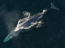 Kisah Whale 52, Paus Paling Kesepian di Dunia