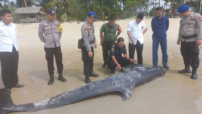 Bangkai anak paus pembunuh palsu ditemukan di pinggir pantai, Kabupaten Lingga. (Dok PSDKP Lingga)