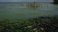 Lapisan tebal kehijauan menutupi sampah dan plastik yang mencemari perairan Danau Maracaibo di Maracaibo, Venezuela, Kamis (10/8/2023).  
