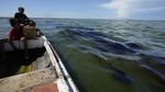 Danau Terbesar di Amerika Latin Tercemar Parah, Begini Kondisinya