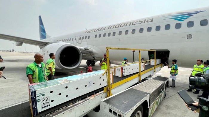 Garuda Indonesia Angkut Komodo ke Labuan Bajo