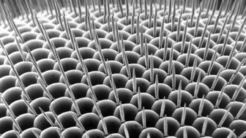 Mata lalat buah. Foto: Allthatinteresting