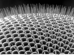 Foto Menyeramkan Hewan Saat Dilihat Pakai Mikroskop