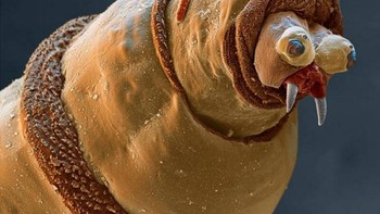 Belatung atau larva lalat bluebottle. Foto: Allthatinteresting