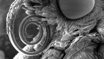 Ngengat Foto: Allthatinteresting