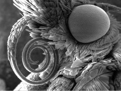 Foto Menyeramkan Hewan Saat Dilihat Pakai Mikroskop