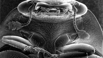 Kumbang daun. Foto: Allthatinteresting