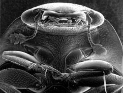 Foto Menyeramkan Hewan Saat Dilihat Pakai Mikroskop