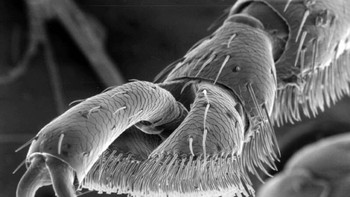 Cakar kumbang daun. Foto: Allthatinteresting