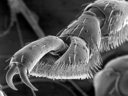 Foto Menyeramkan Hewan Saat Dilihat Pakai Mikroskop