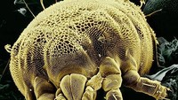 Tungau kuning (Foto: Allthatinteresting)