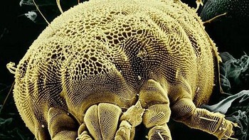 Tungau kuning Foto: Allthatinteresting