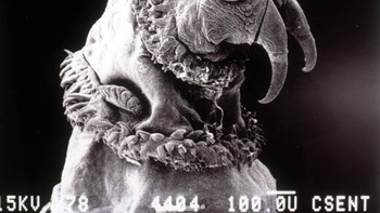 Ujung larva lalat cacing ulir. Foto: Allthatinteresting